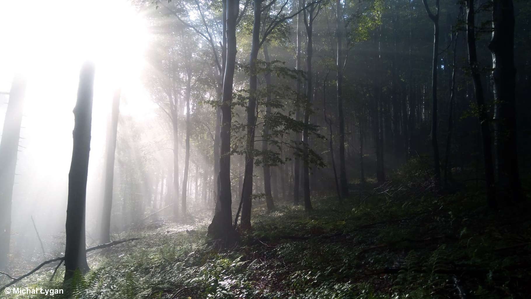 Wędrówka dla Dwóch serc. Kolejne anioły na trasie – FOTO