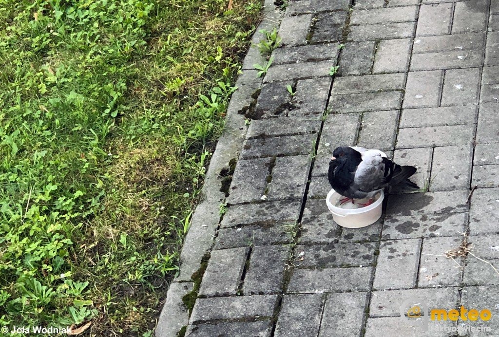 Kolejny dzień upałów