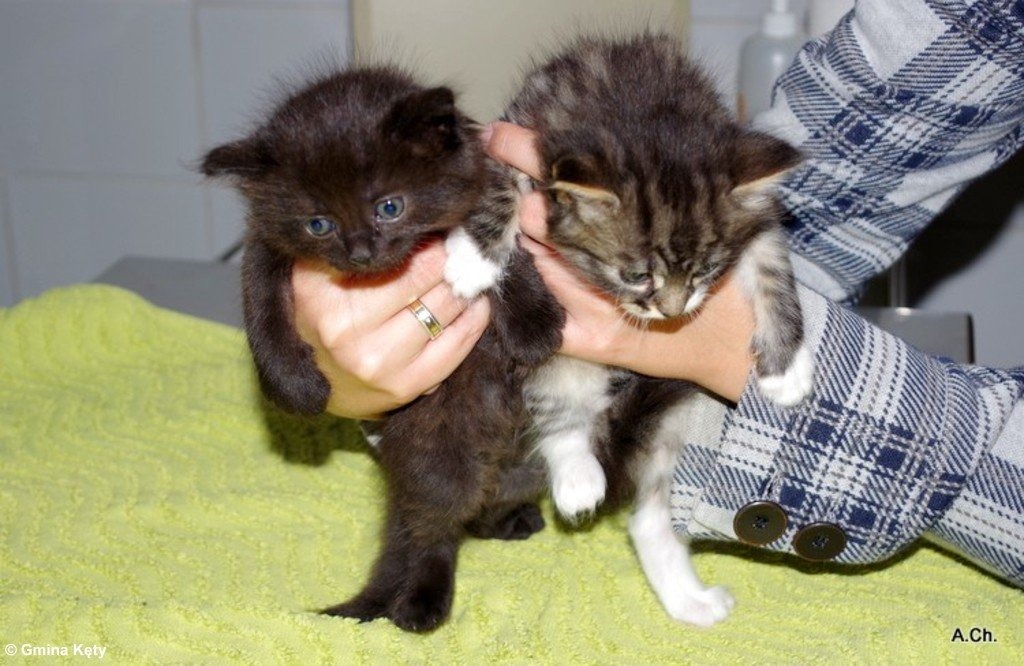 Zwyrodnialec wyrzucił kocięta w zamkniętym kartonie – FOTO