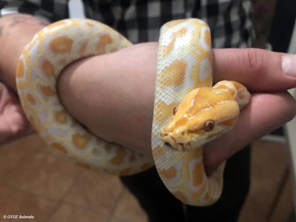 Pyton tygrysi na gościnnych występach – AKTUALIZACJA