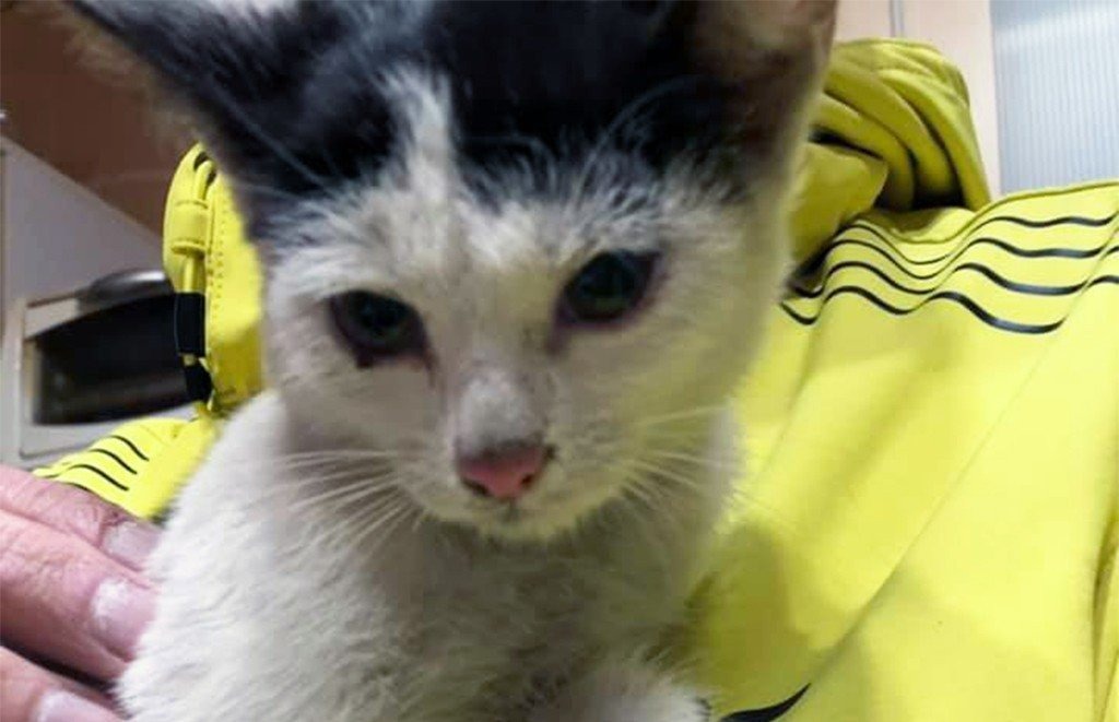 Koci pieszczoch czeka na swój dom