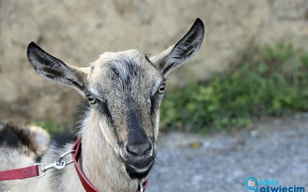 Z kozą w różowych skarpetkach jechali na osiemnastkę