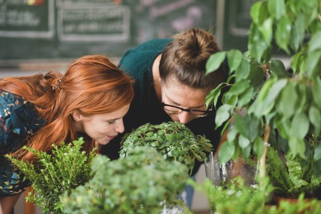 Targ Wymiany Roślin po raz trzeci