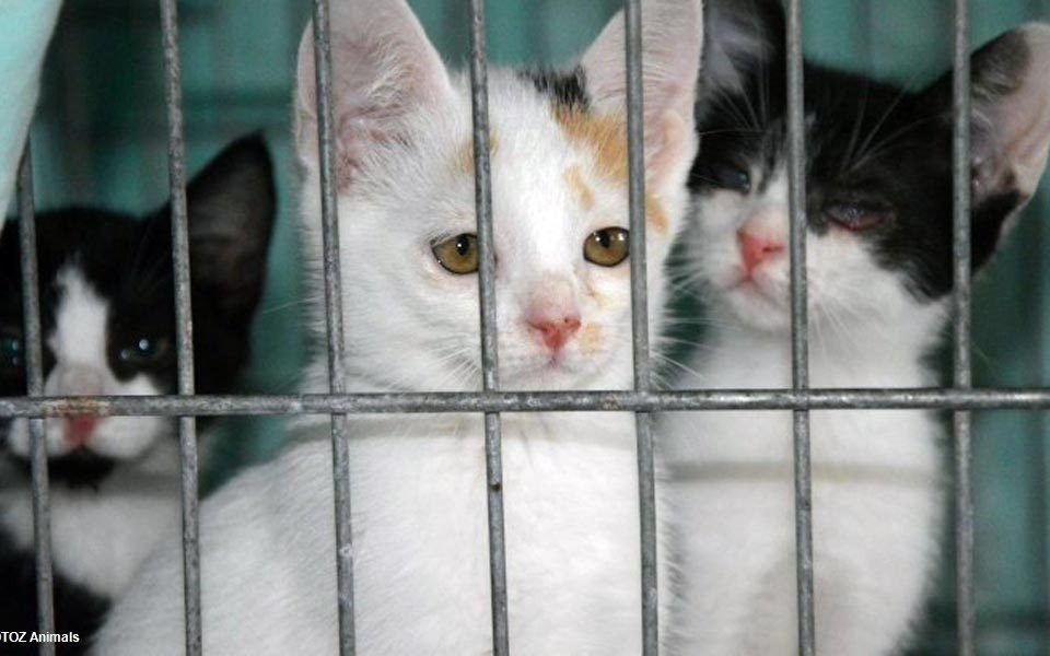 One dają nam ciepło, my też im je dajmy