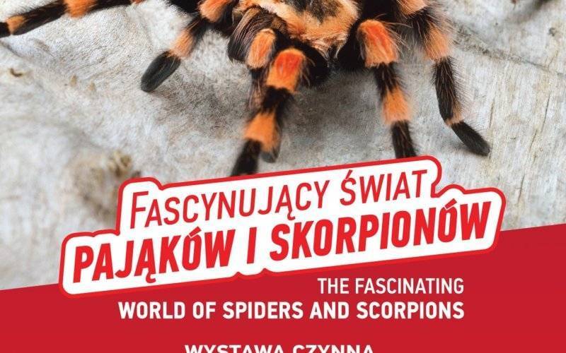 Fascynujący świat pająków i skorpionów