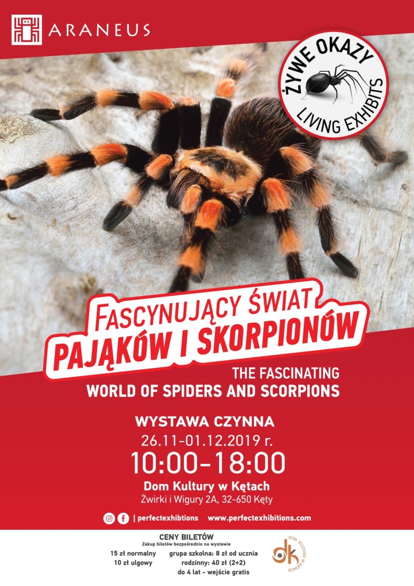 Fascynujący świat pająków i skorpionów