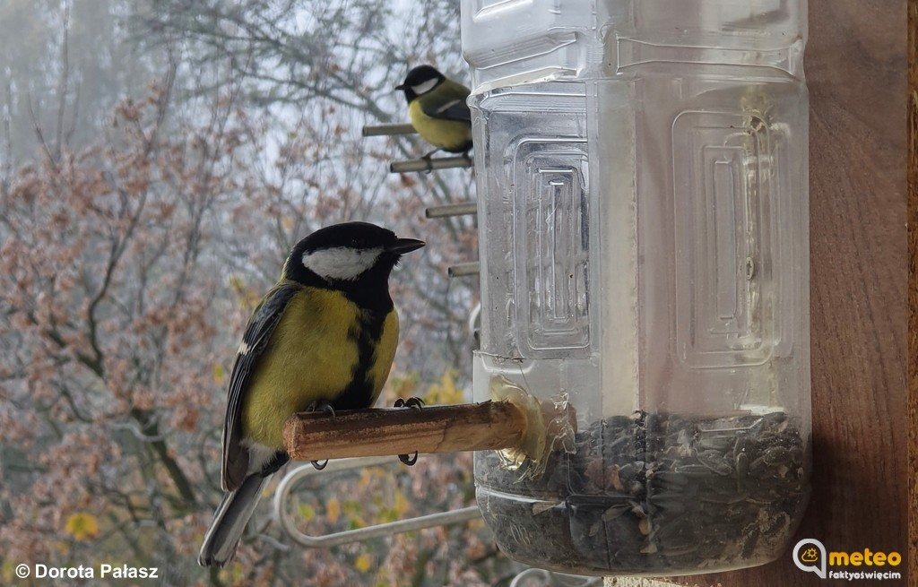 Kowalik, grubodziób i sikorki na obiedzie – FOTO