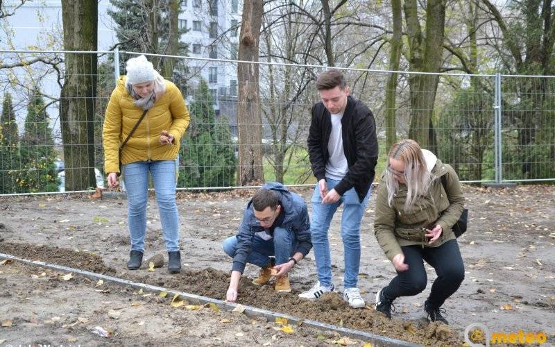 2500 żonkili posadzili w parku kieszonkowym – FILM, FOTO