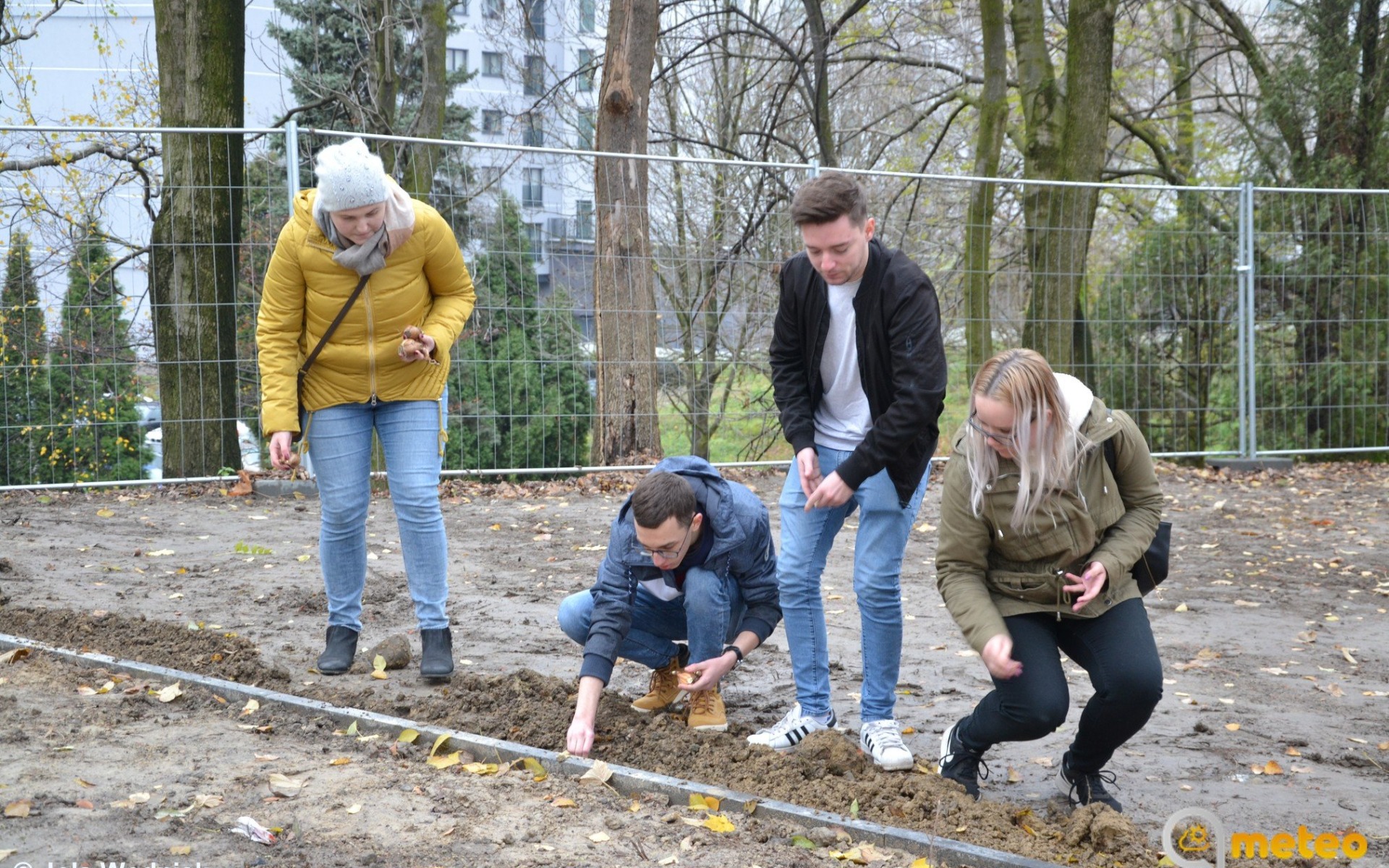 2500 żonkili posadzili w parku kieszonkowym – FILM, FOTO
