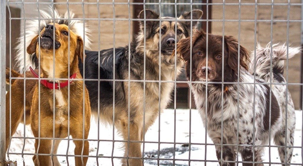 Będą ćwiczyć i zbierać pieniądze dla zwierząt