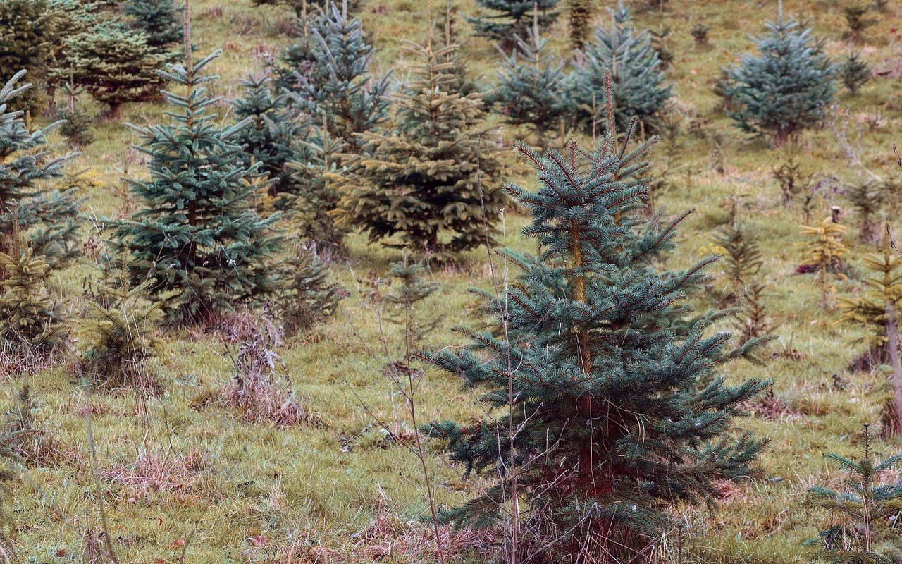 Pan Jacek adoptuje świąteczne choinki