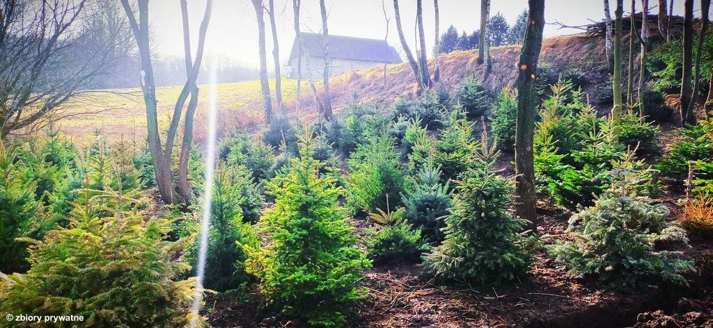 Dzięki Wam choinki dostały drugie życie – FOTO