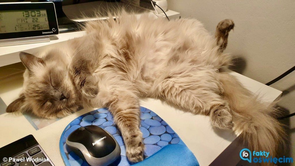 15. Dzień Kota – FOTO