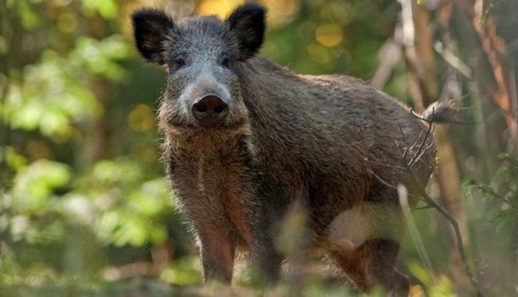 Zagrożenie wystąpieniem afrykańskiego pomoru świń w powiecie