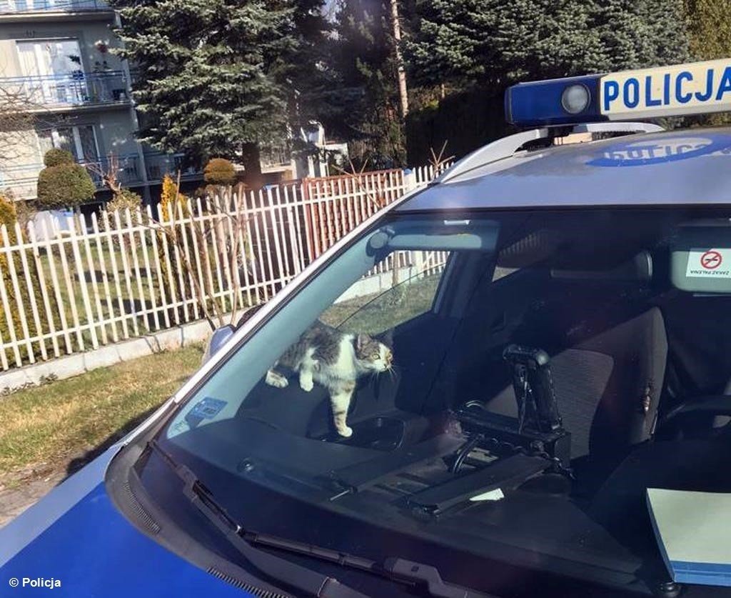 Inspektor kot skontrolował patrol drogówki na służbie – FOTO