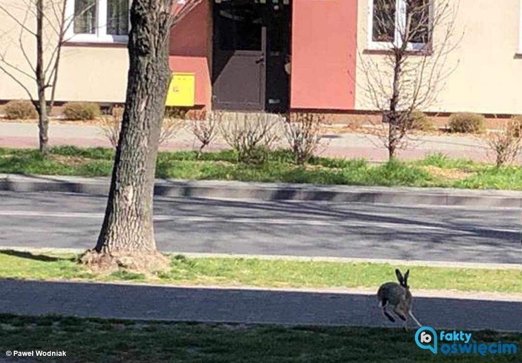 Zając wielkanocny na ulicach Oświęcimia – FOTO