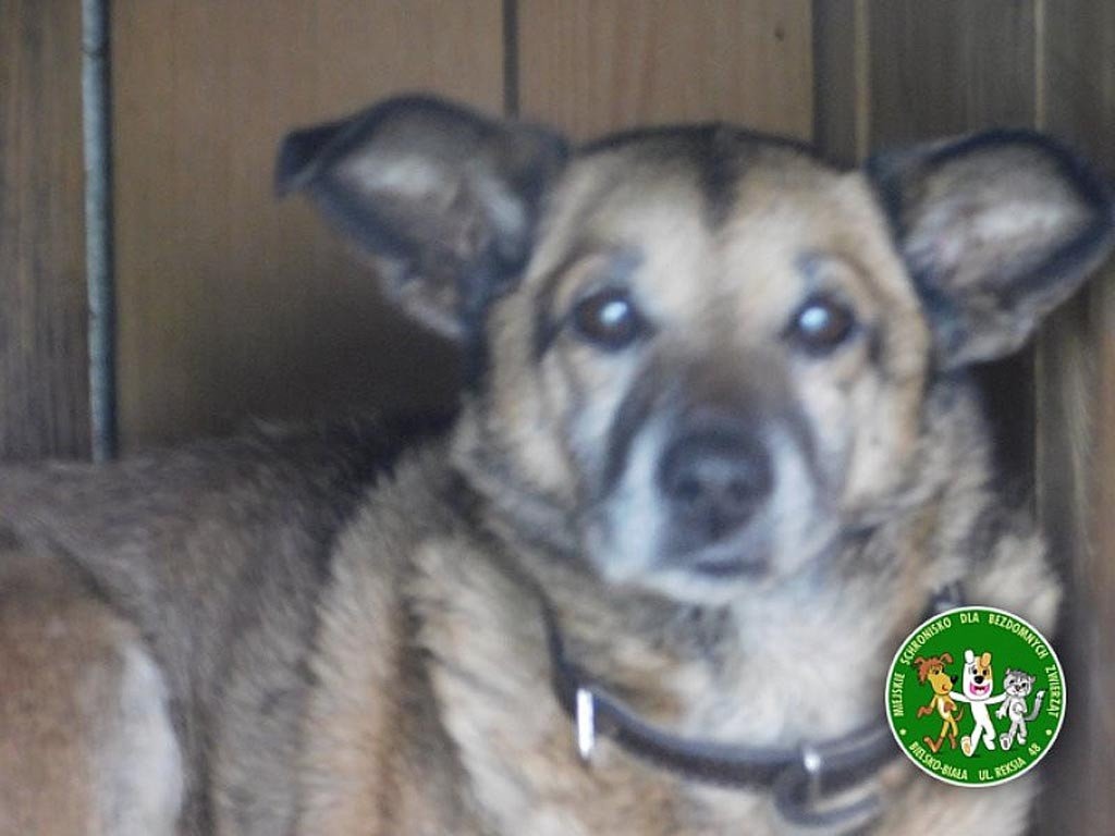 Na ratunek czworonogowi