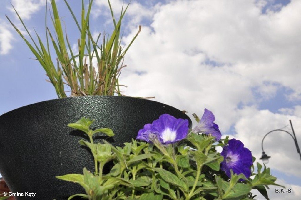 Ukwiecone Kęty – FOTO