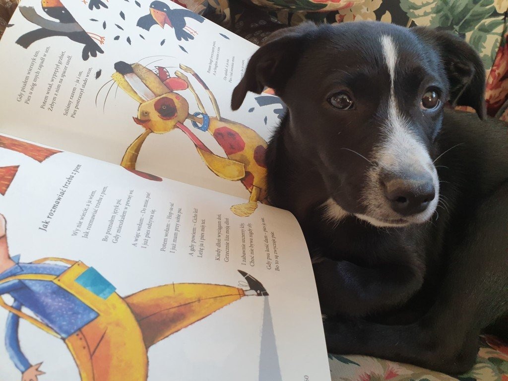 ZOO na wesoło w Galerii Książki – FILMY