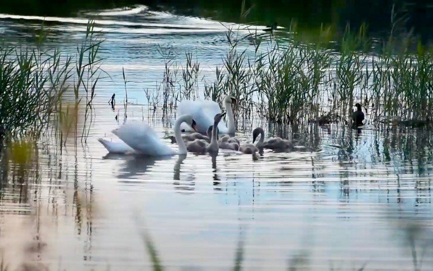 Nazieleńce od świtu do zmroku – FILM