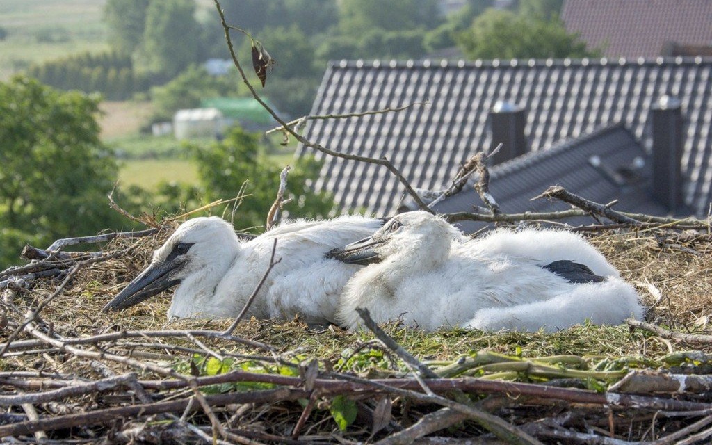 Zaobrączkowali prawie 300 bocianich piskląt – FOTO