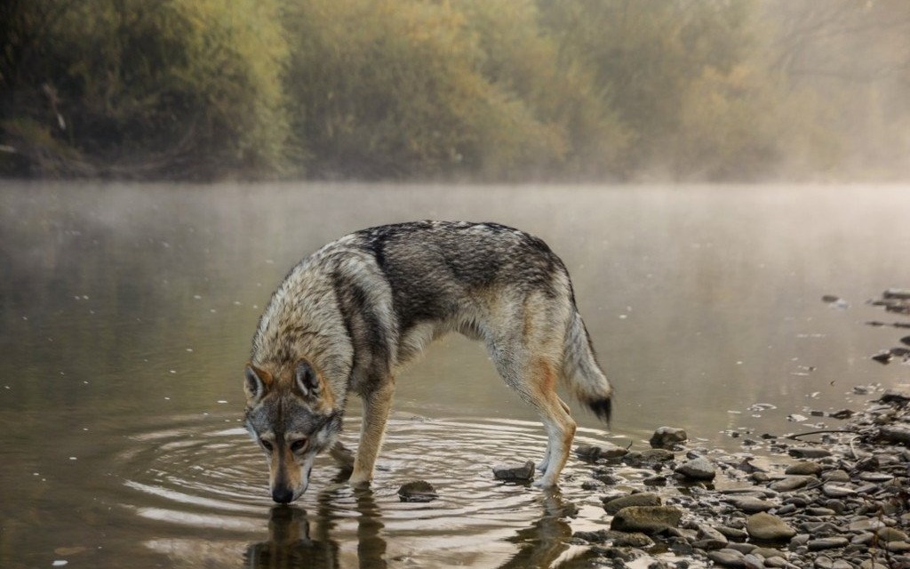 Wilk Jacka Balona w konkursie National Geographic