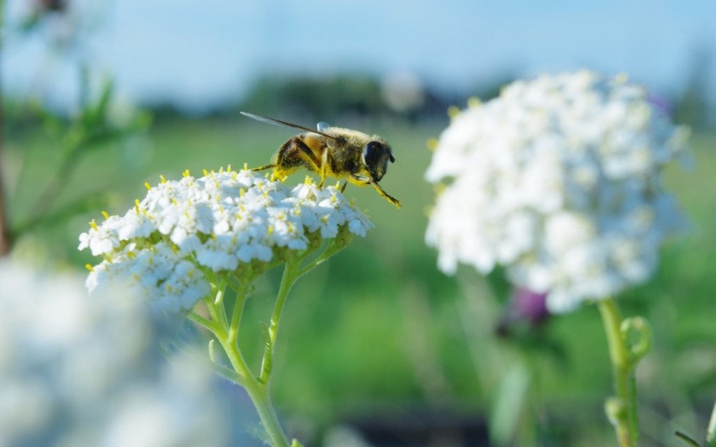 Zagłosuj na Beztroski spacer po kwiatach