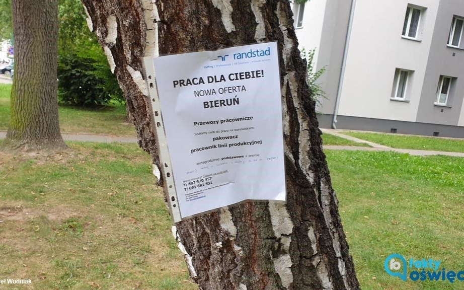 Ogłoszenia o pracę na… oświęcimskich drzewach – FOTO