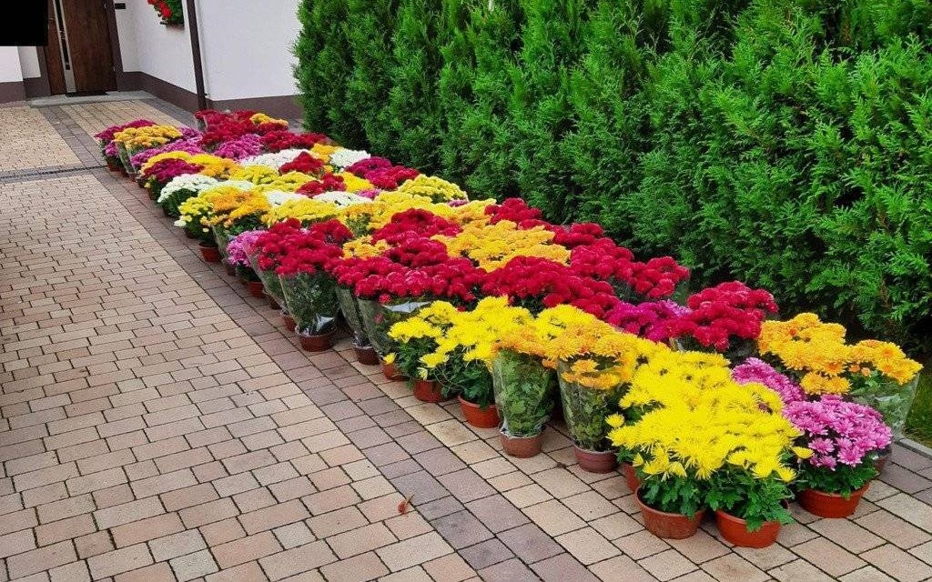 Chryzantemy ozdobią Twoje otoczenie. Za darmo