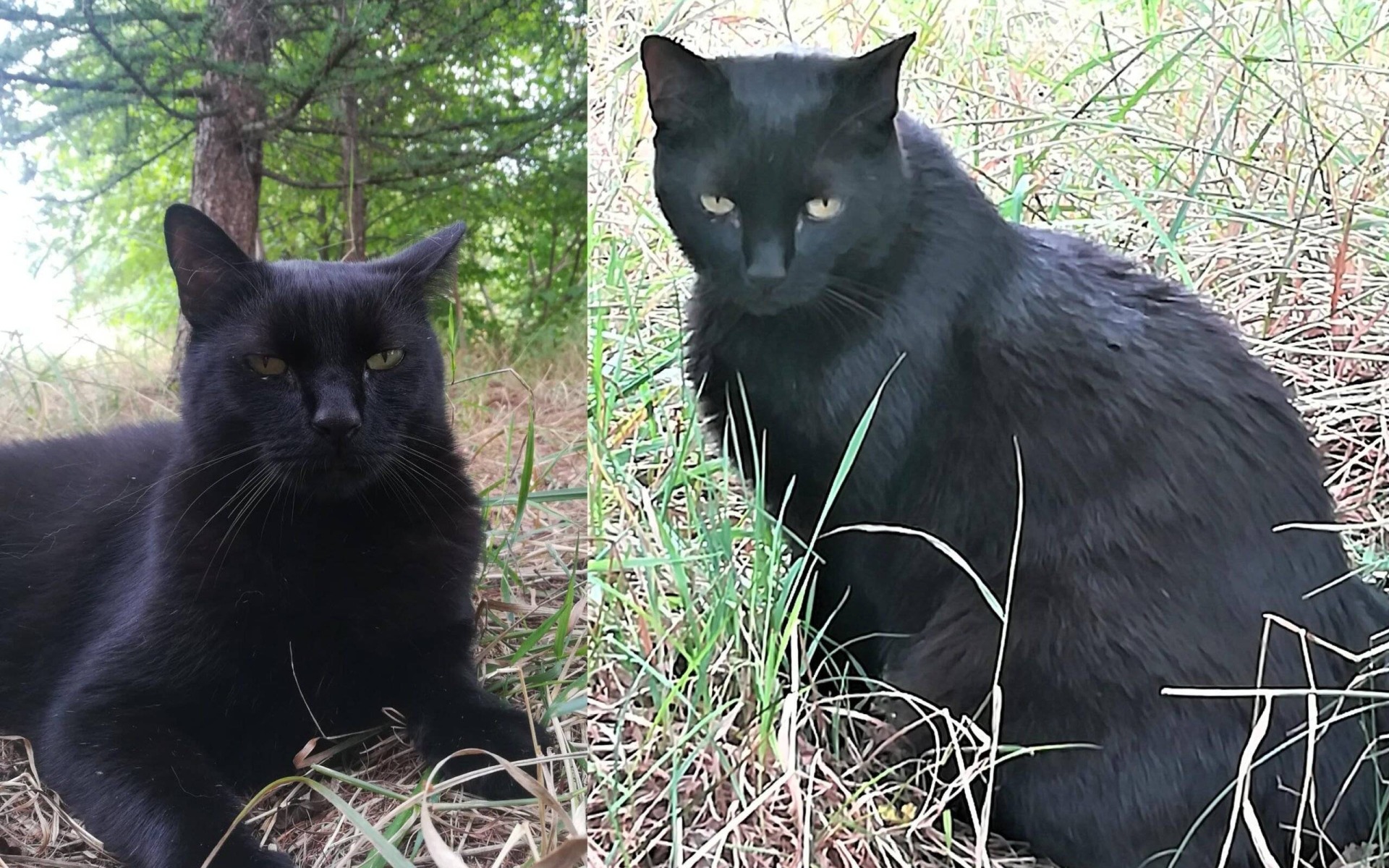 Ktoś widział kocura Lucjana?