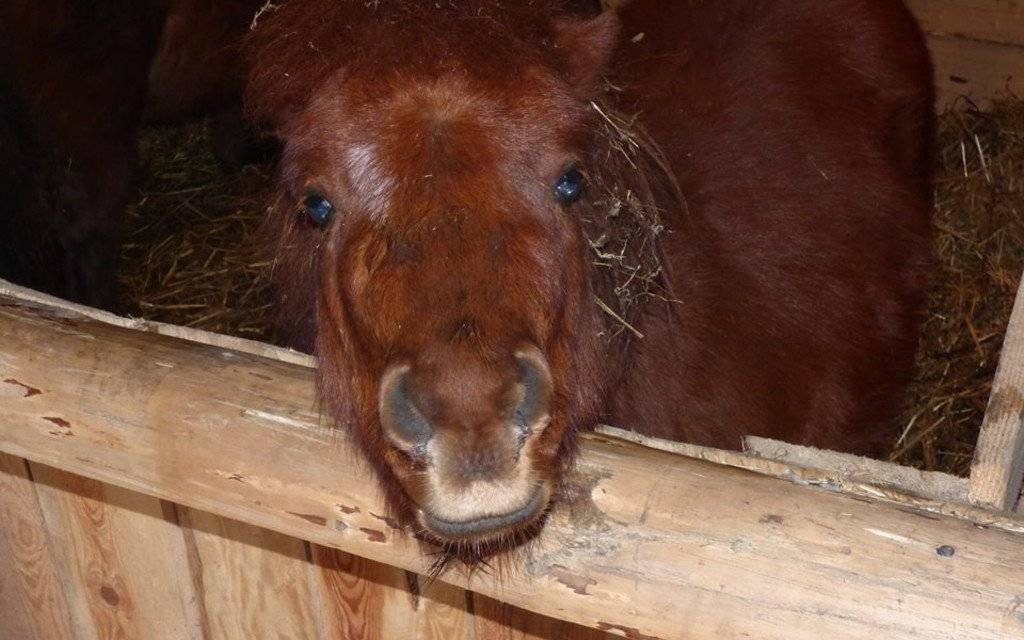 Żywa szopka ponownie dostępna – FOTO