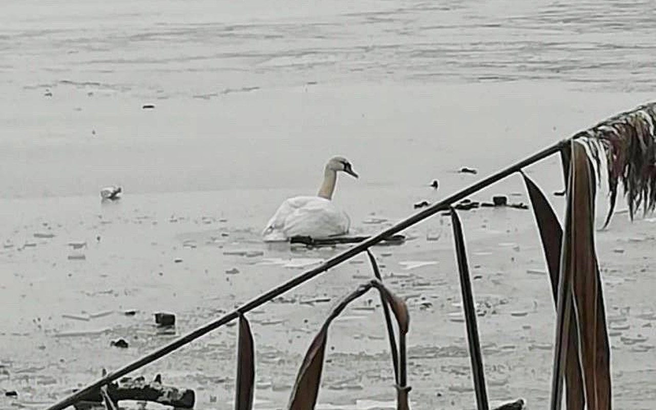 Uwolnili łabędzia przymarzniętego do tafli lodu