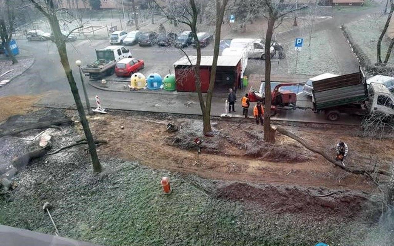 Alarmują w sprawie wycinki drzew na ulicy Szpitalnej – FILM, FOTO