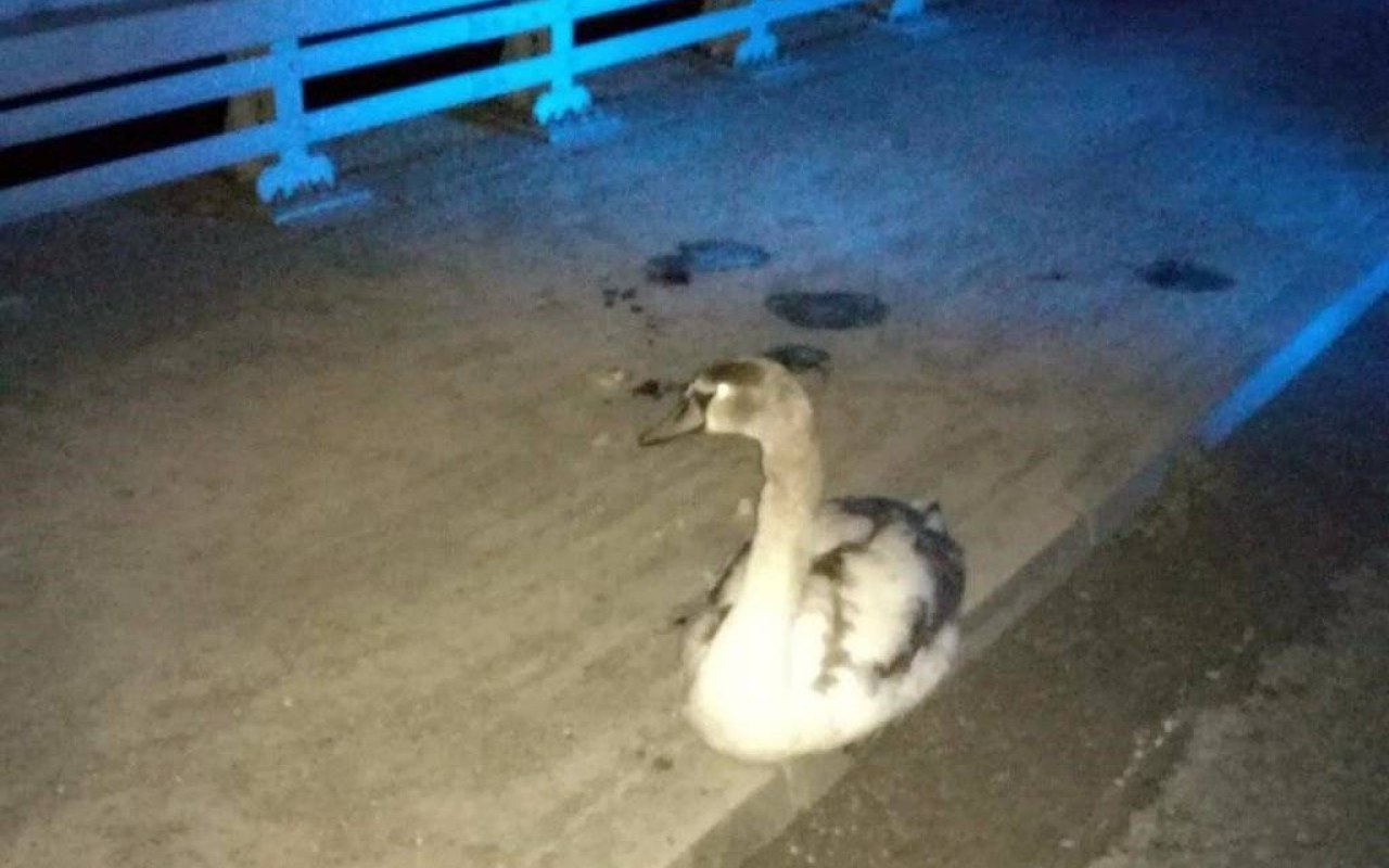 Łabędź w opałach