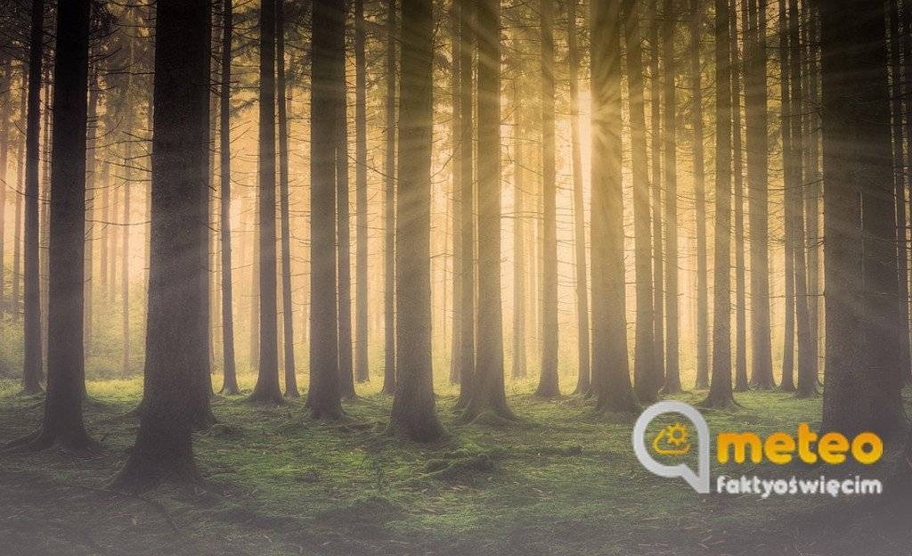 IMGW ostrzega przed oblodzeniem i gęstą mgłą