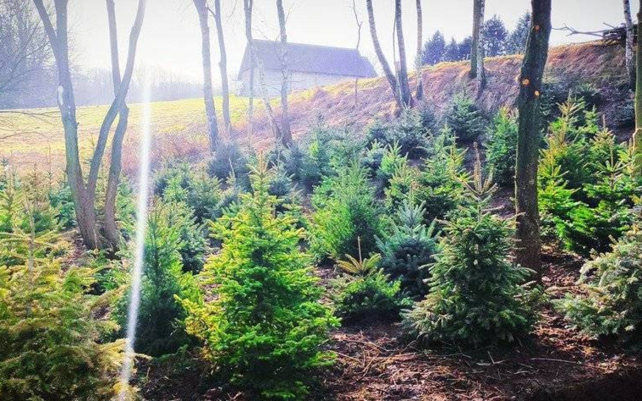 Ponowna akcja społeczna: Drugie życie choinki