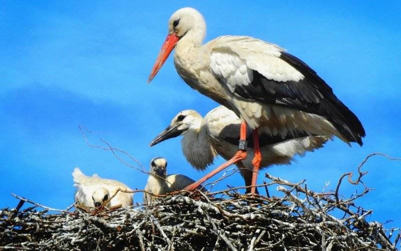 Na boćki czeka nowe gniazdo – FOTO