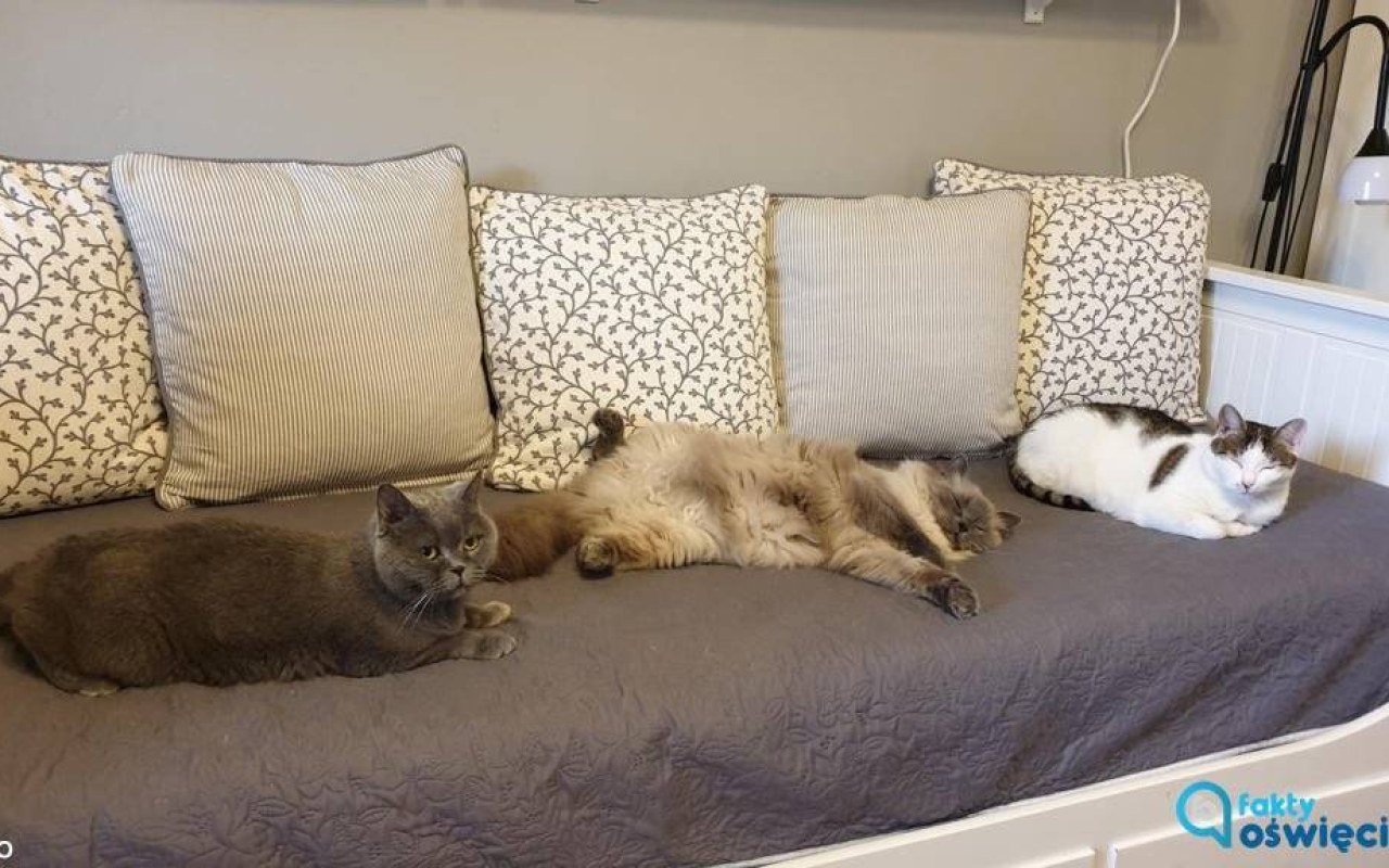 16. Dzień Kota – FOTO