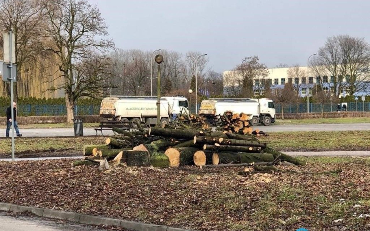 Wycinki drzew przy lodowisku i w parku Hallera – FOTO