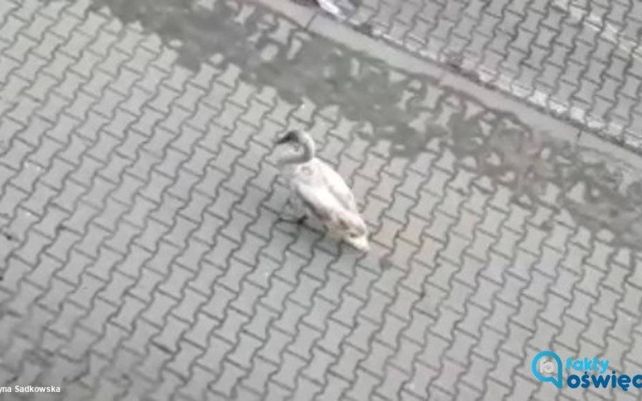 Młody łabędź na osiedlu Chemików – FILM