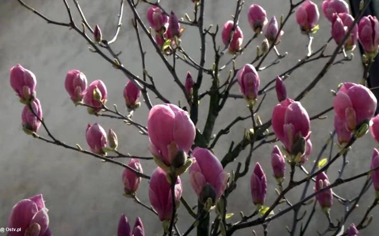 Oświęcimskie Wieści z ratusza – FILM