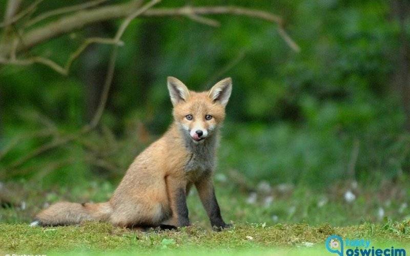 Szczepienie lisów. Uwaga na zwierzęta domowe