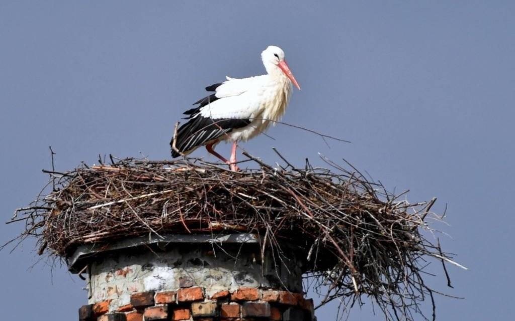 Ornitolodzy: wyrzucanie jajek z gniazda przez bociany jest naturalne