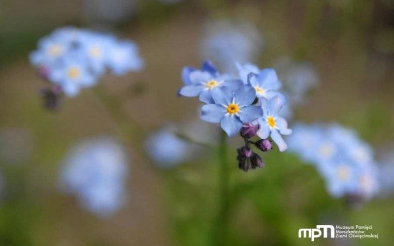 Nowy znak graficzny Muzeum Pamięci Mieszkańców Ziemi Oświęcimskiej