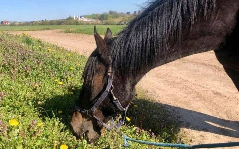 Galopem po zdrowie, na ratunek Bellano – FOTO
