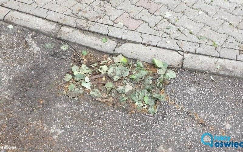 Po interwencji eFO udrożnili kratki kanalizacyjne – FOTO