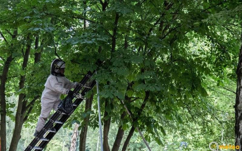 Przenieśli gniazdo owadów – FOTO