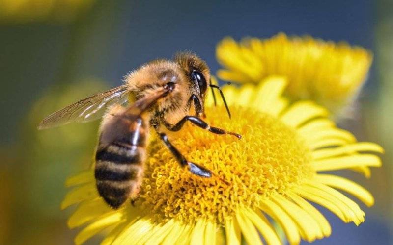 Pszczoły i zapylacze zagrożone