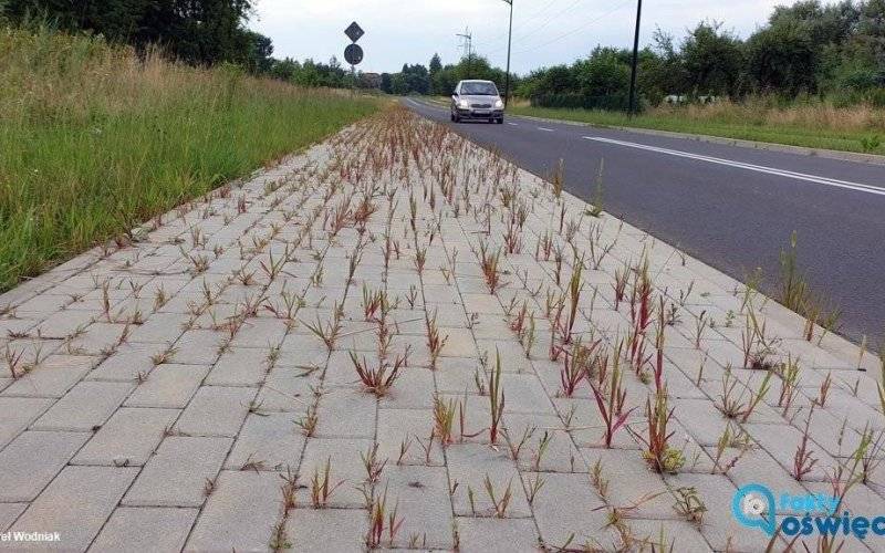 Chodnik przy drodze odbarczającej zarasta – FOTO