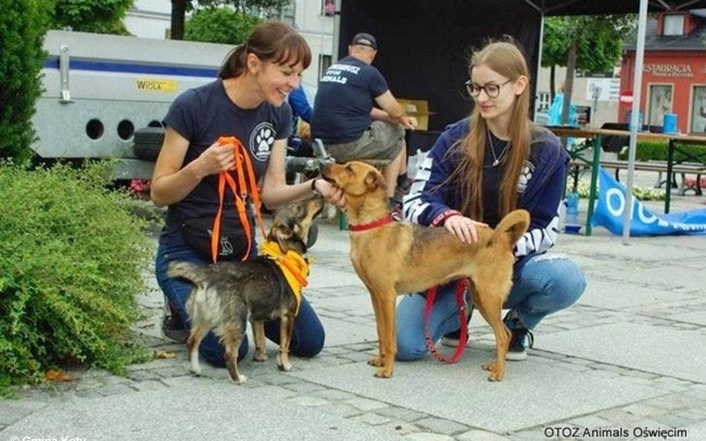Podaj łapę trzeci raz w gminie Kęty